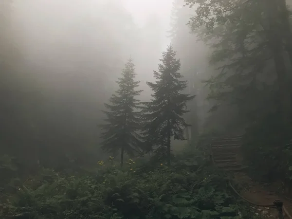 Bella foresta di montagne del Caucaso nella nebbia. Russia — Foto Stock