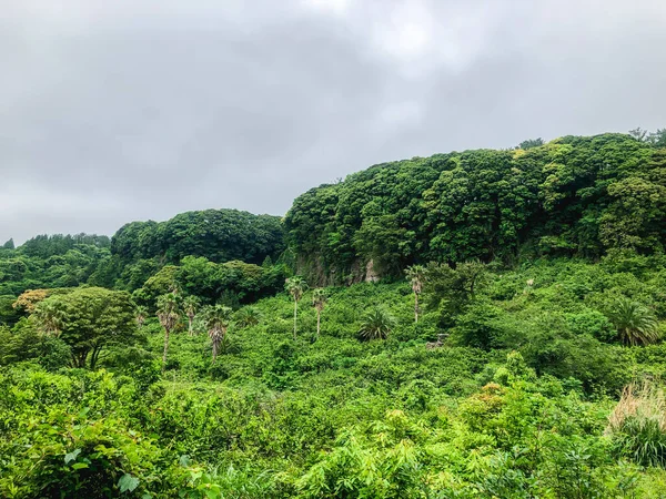 Зеленый Горный Лес Пальмами Острове Чеджу Южная Корея — стоковое фото
