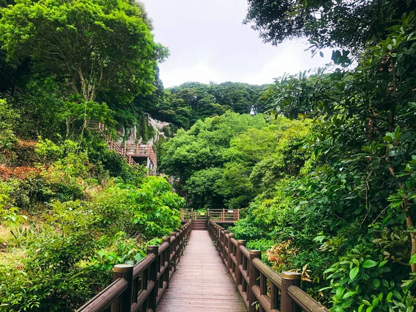 Jembatan Kayu Hutan Pegunungan Pulau Jeju Korea Selatan — Stok Foto