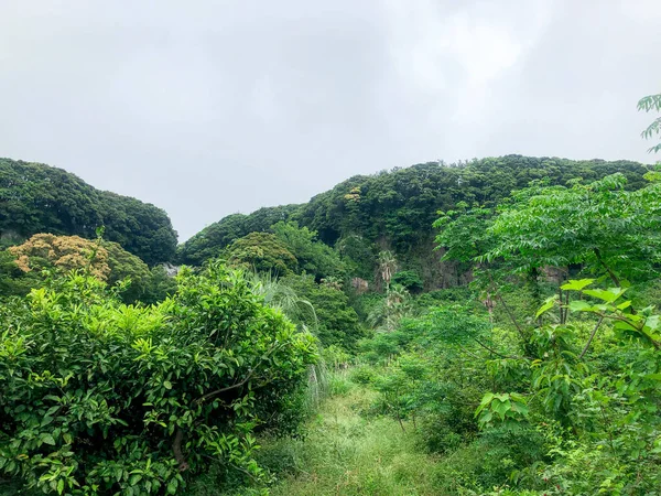 Grüner Bergwald Mit Palmen Auf Der Insel Jeju Südkorea — Stockfoto