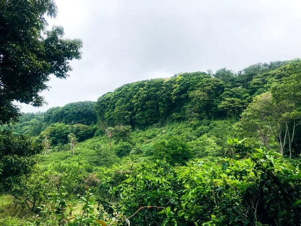 韓国済州島のヤシの木と緑の山の森 — ストック写真