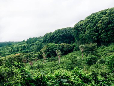 Jeju Adası, Güney Kore 'de palmiye ağaçları olan yeşil dağ ormanı..