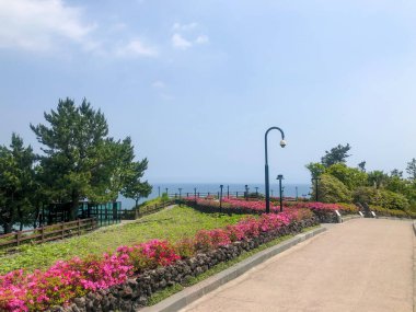 Parkta çiçekli sokak. Jeju Adası, Güney Kore