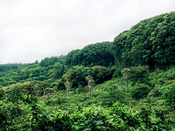 Floresta Montanha Verde Com Palmeiras Ilha Jeju Coreia Sul — Fotografia de Stock