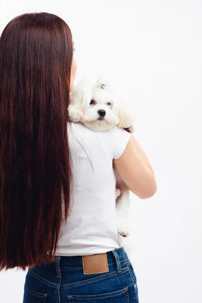 Bonito cachorro maltês branco colocar a cabeça no ombro de seu proprietário — Fotografia de Stock