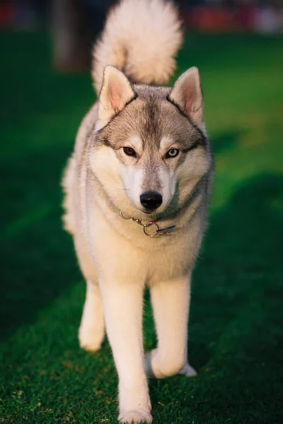 Een grijze en witte Siberische Husky vrouw loopt naar voren in een veld in een gras. Ze heeft bruin oog en blauw oog. Er is veel groen, gras om haar heen. Zonnige dag. — Stockfoto