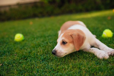 Bahçede tenis toplarıyla oynayan küçük ve güzel bir köpek yavrusu.