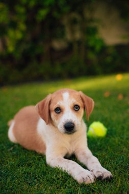 Küçük ve güzel köpek yavrusu tenis topuyla bahçede oynar ve kameraya bakar.