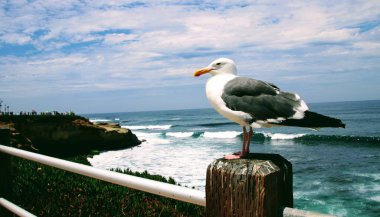 Martı kuşu ahşap direğe tünemiş, arkasında mavi okyanus suyu ve gökyüzü var..