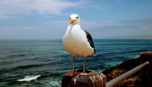 Pássaro Gaivota Empoleirado Poste Madeira Com Água Azul Oceano Céu — Fotografia de Stock