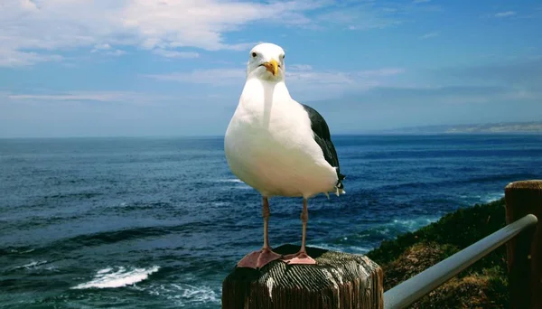 Pássaro Gaivota Empoleirado Poste Madeira Com Água Azul Oceano Céu — Fotografia de Stock