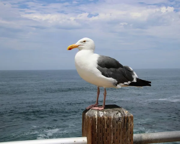 Uccello Gabbiano Appollaiato Palo Legno Con Acqua Blu Dell Oceano — Foto Stock