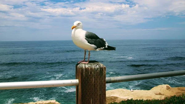 Uccello Gabbiano Appollaiato Palo Legno Con Acqua Blu Dell Oceano — Foto Stock