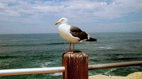 Uccello Gabbiano Appollaiato Palo Legno Con Acqua Blu Dell Oceano — Foto Stock