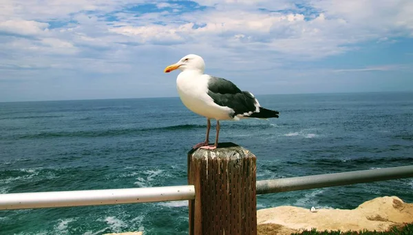 Uccello Gabbiano Appollaiato Palo Legno Con Acqua Blu Dell Oceano — Foto Stock