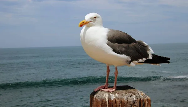 Mewa Ptak Siedzący Słupku Drewna Błękitnym Oceanem Wody Nieba Tle — Zdjęcie stockowe