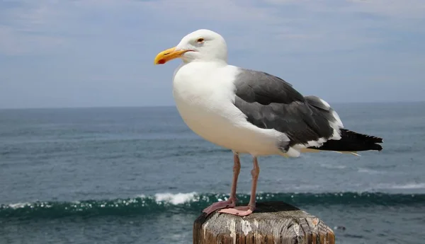 Seagull Bird Perched Wood Post Blue Ocean Water Sky Background — Stock Photo, Image