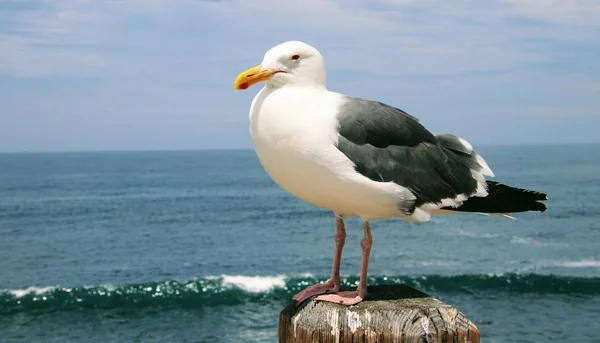 Pájaro Gaviota Posado Poste Madera Con Agua Azul Del Océano —  Fotos de Stock