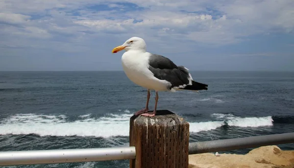 Oiseau Mouette Perché Sur Poteau Bois Avec Eau Bleue Océan — Photo