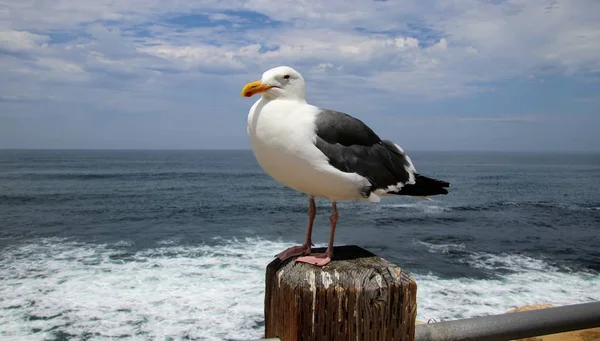 Pássaro Gaivota Empoleirado Poste Madeira Com Água Azul Oceano Céu — Fotografia de Stock