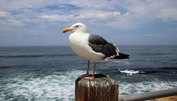 Oiseau Mouette Perché Sur Poteau Bois Avec Eau Bleue Océan — Photo