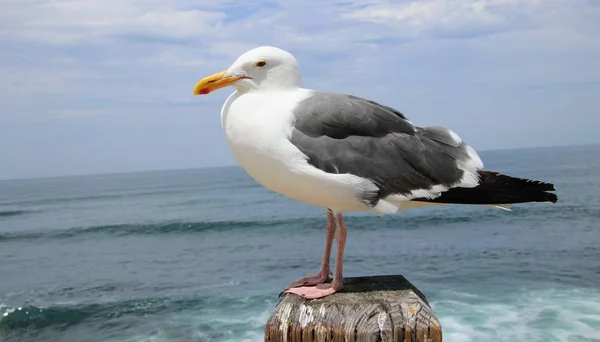 Pájaro Gaviota Posado Poste Madera Con Agua Azul Del Océano —  Fotos de Stock