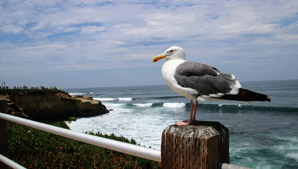 Pássaro Gaivota Empoleirado Poste Madeira Com Água Azul Oceano Céu — Fotografia de Stock