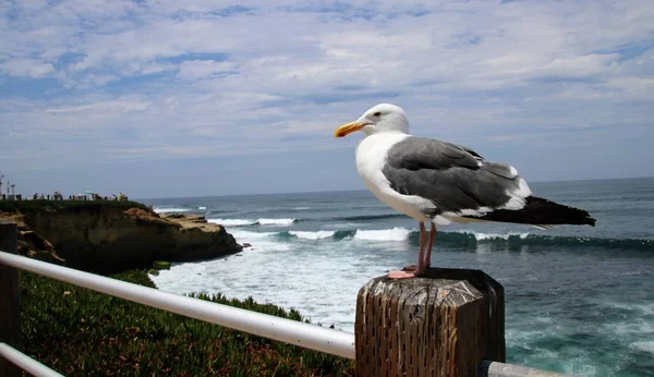 青い海の水と空を背景にした木の柱にのったカモメの鳥 — ストック写真