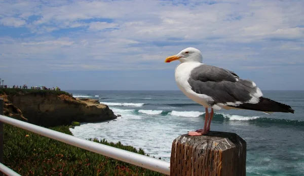 海鸥鸟栖息在木柱上 背景为蓝色的海水和天空 — 图库照片