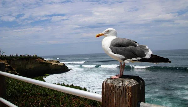 Möwenvogel Thront Auf Holzpfahl Mit Blauem Meerwasser Und Himmel Hintergrund — Stockfoto