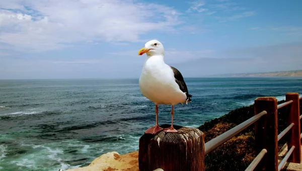 Pájaro Gaviota Posado Poste Madera Con Agua Azul Del Océano —  Fotos de Stock