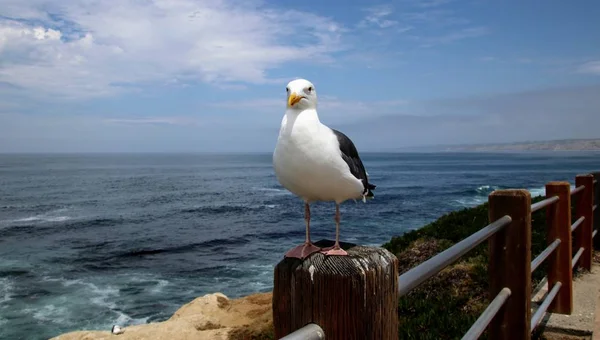 Seagull Bird Perched Wood Post Blue Ocean Water Sky Background — Stock Photo, Image