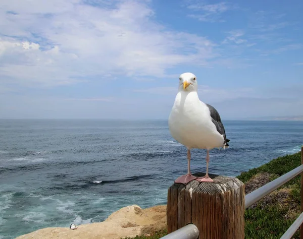 Seagull Bird Perched Wood Post Blue Ocean Water Sky Background — Stock Photo, Image