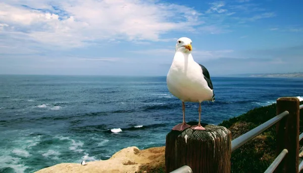 Möwenvogel Thront Auf Holzpfahl Mit Blauem Meerwasser Und Himmel Hintergrund — Stockfoto