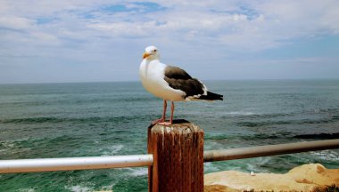 Martı kuşu ahşap direğe tünemiş, arkasında mavi okyanus suyu ve gökyüzü var..