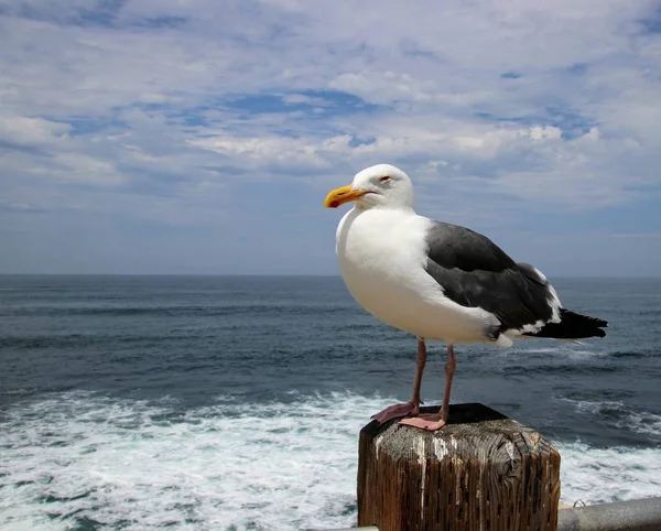 青い海の水と空を背景にした木の柱にのったカモメの鳥 — ストック写真