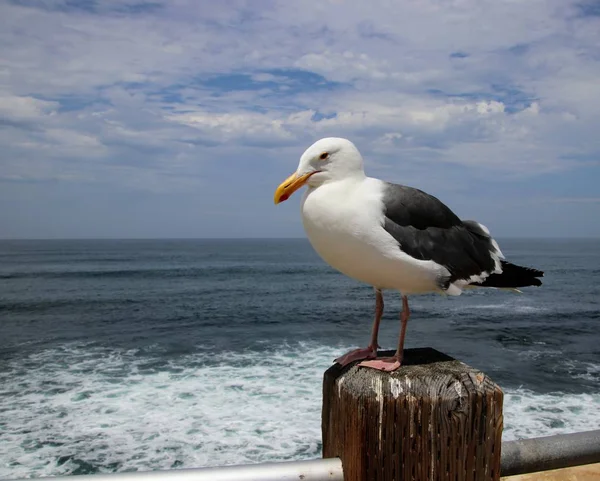 海鸥鸟栖息在木柱上 背景为蓝色的海水和天空 — 图库照片