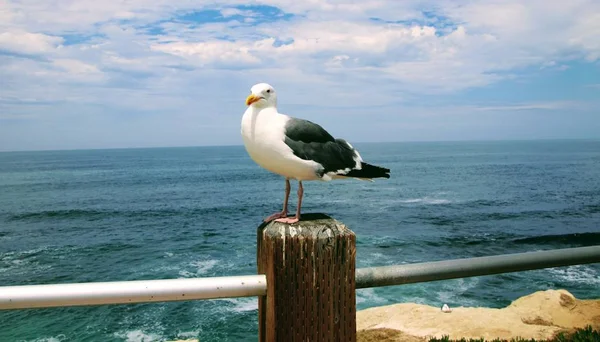 Oiseau Mouette Perché Sur Poteau Bois Avec Eau Bleue Océan — Photo