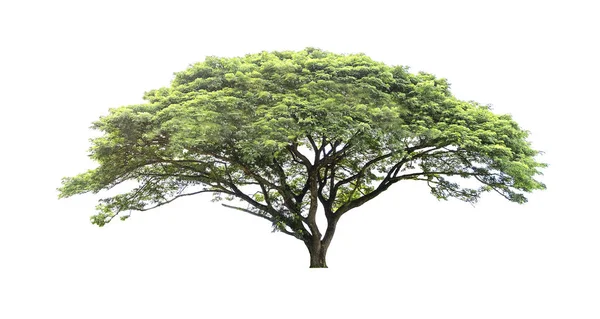 Beyaz arkaplanda izole edilmiş ağaçlar — Stok fotoğraf