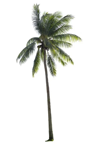 Coconut palm tree isolated — Stock Photo, Image