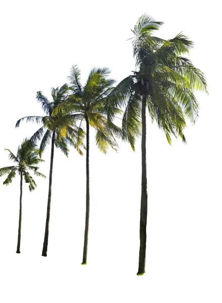 Palma da cocco isolata — Foto Stock