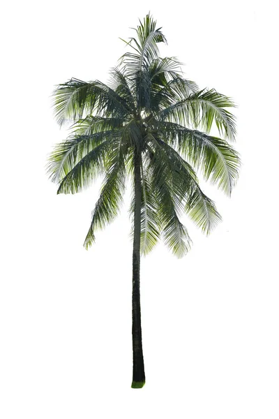Coconut palm tree isolated — Stock Photo, Image