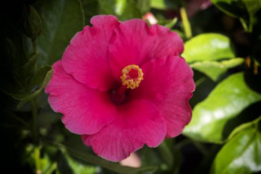 ağaç üzerinde kırmızı hibiscus çiçek