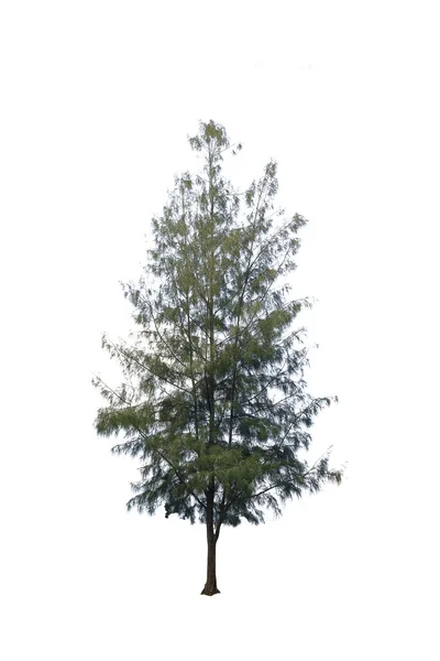 Pino o Pinus isolato su sfondo bianco — Foto Stock