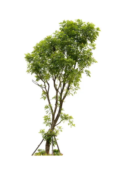 Trees isolated on white background, Save with clipping path. — Stock Photo, Image