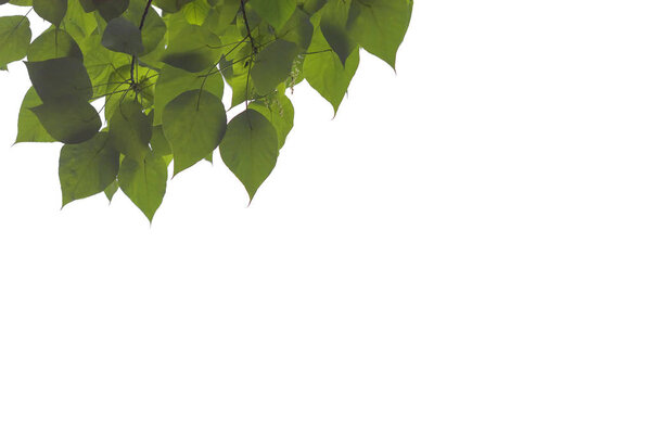 Green leaves and branch isolated on white background