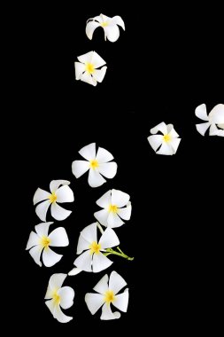plumeria isolated on black background
