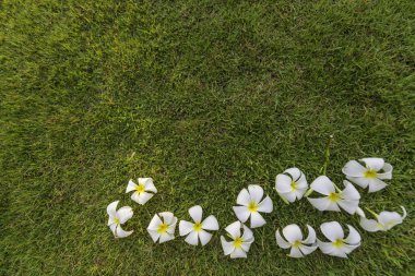 bahçe Köy plumeria tropikal spa çiçek