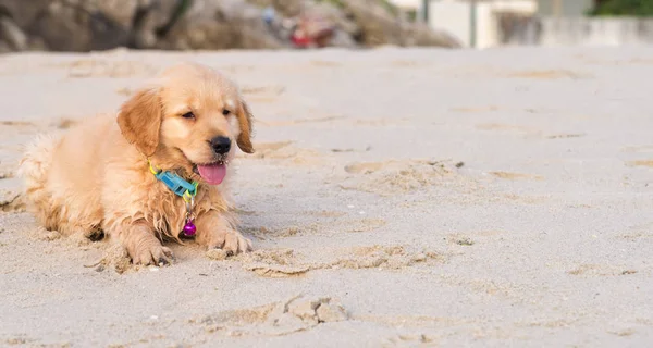 Pequeno filhote de cachorro golden retriever jogar areia na praia — Fotografia de Stock