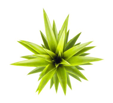 Yaz konsepti. Üst görünüm ananas beyaz arka plan üzerinde yaprakları. Taze ananas yaprakları. Beyaz arka planda yalıtın. Kırpma yolu ile kaydet.